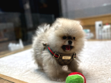 Model Oğlumuz Rubby