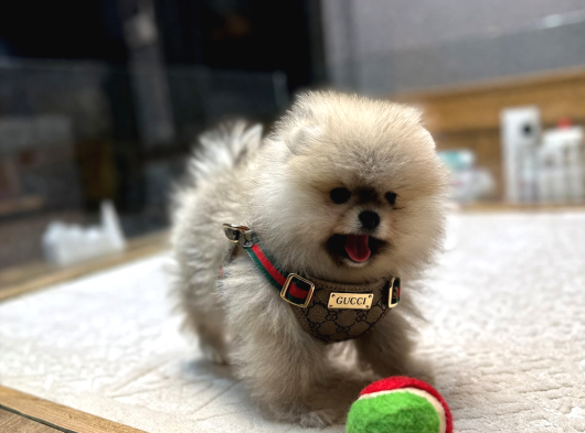 Model Oğlumuz Rubby görsel