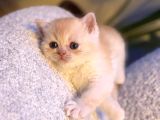 British Shorthair  Golden