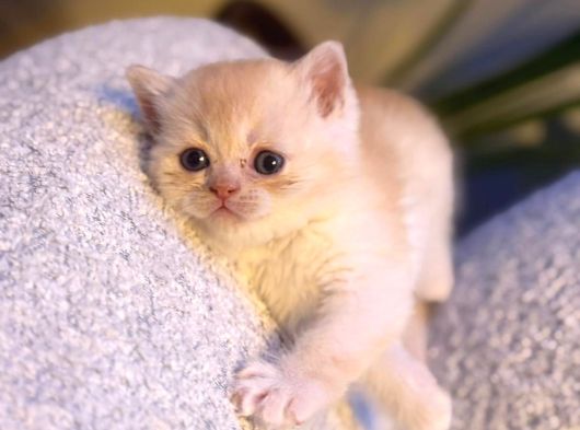 British Shorthair  Golden görsel