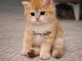 British Shorthair Golden Ny12