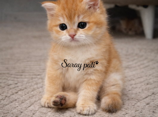 British Shorthair Golden Ny12 görsel