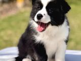 Border Collie Mükemmel Yavrularımız
