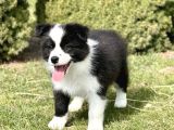 Border collie mükemmel yavrularımız