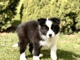 Border Collie Mükemmel Yavrularımız