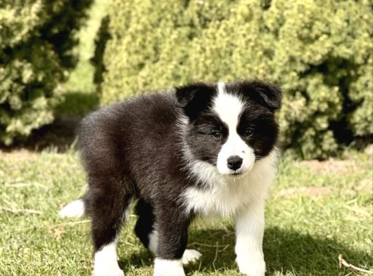 Border Collie Mükemmel Yavrularımız görsel
