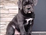 Cane Corso En Kalitelisi Bizde Var
