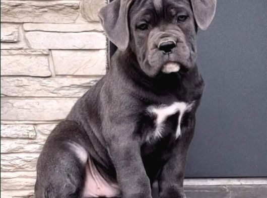 Cane Corso En Kalitelisi Bizde Var görsel