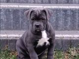 Cane corso en kalitelisi bizde var
