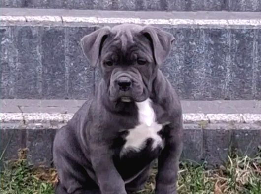 Cane Corso En Kalitelisi Bizde Var