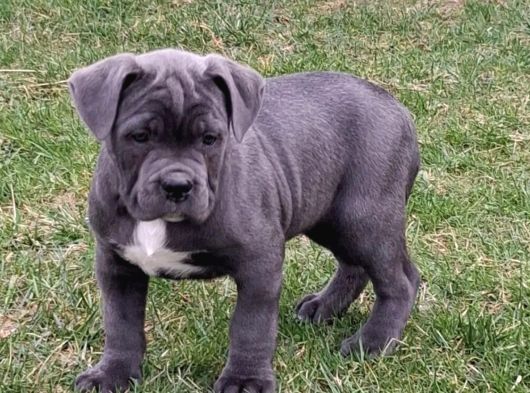 Cane Corso En Kalitelisi Bizde Var görsel