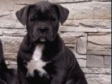 Cane Corso En Kalitelisi Bizde Var