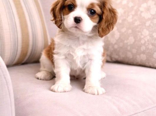 Cavalier King Charles Yavru