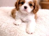 Cavalier King Charles Yavru