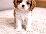 Cavalier King Charles Yavru