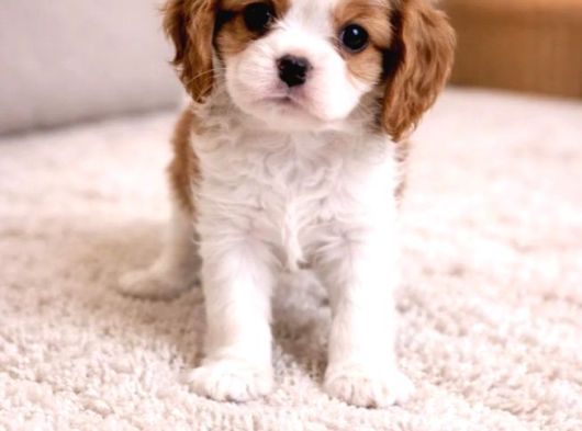 Cavalier King Charles Yavru görsel