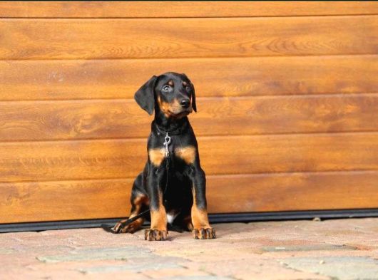 King Boy Irkının En Özel Doberman Yavruları