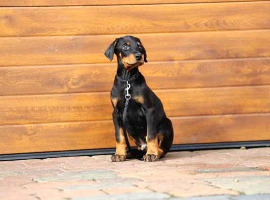 King Boy Irkının En Özel Doberman Yavruları görsel