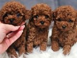 Irkının En Güzeli Toy Poodle Yavrular