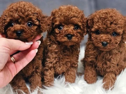 Irkının En Güzeli Toy Poodle Yavrular görsel