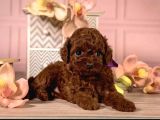 Irkının en güzeli toy poodle yavrular