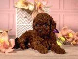 Irkının En Güzeli Toy Poodle Yavrular
