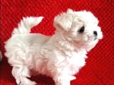 Kore Kan Mükemmel Güzellikte Maltese Terrier