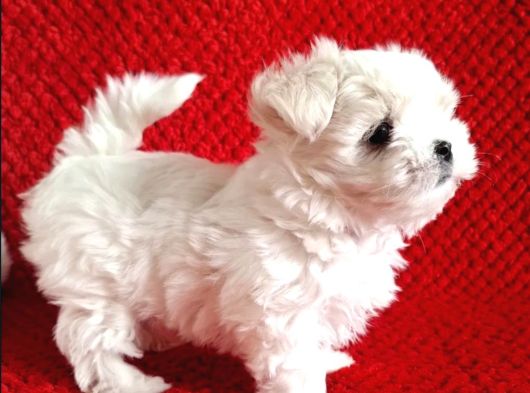 Kore Kan Mükemmel Güzellikte Maltese Terrier görsel