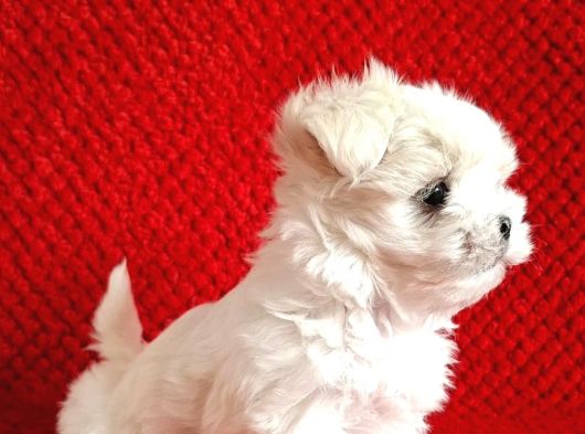 Kore Kan Mükemmel Güzellikte Maltese Terrier görsel