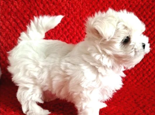 Kore Kan Mükemmel Güzellikte Maltese Terrier görsel