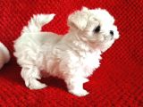 Kore Kan Mükemmel Güzellikte Maltese Terrier