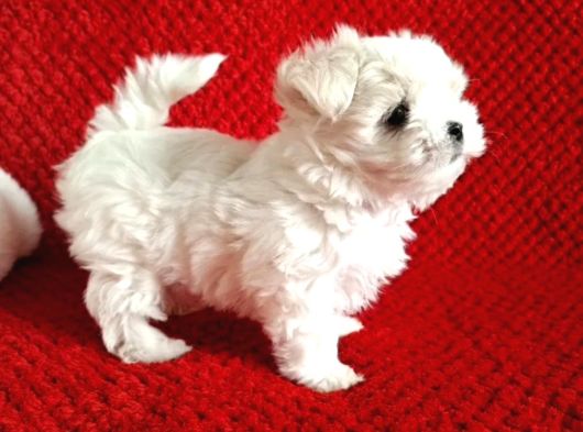 Kore Kan Mükemmel Güzellikte Maltese Terrier görsel