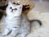 Safkan  yavrularımız yeni sahiplerini arıyor
