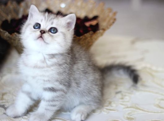 Safkan  Yavrularımız Yeni Sahiplerini Arıyor