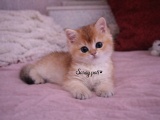 British Shorthair Golden Ny12