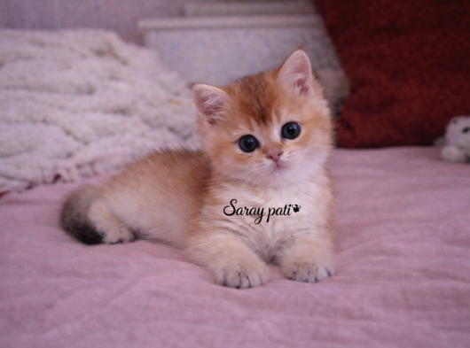 British Shorthair Golden Ny12 görsel
