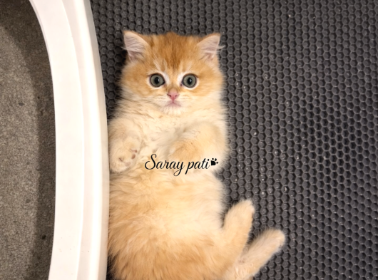 British Shorthair Golden Ny12