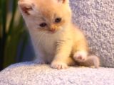 British Shorthair  Golden