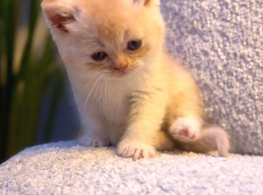 British Shorthair  Golden görsel