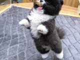 Panda Pomeranian Boo Yavrusu Kızımız