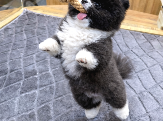 Panda Pomeranian Boo Yavrusu Kızımız görsel