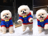 Tedy Bear Pomeranian Boo