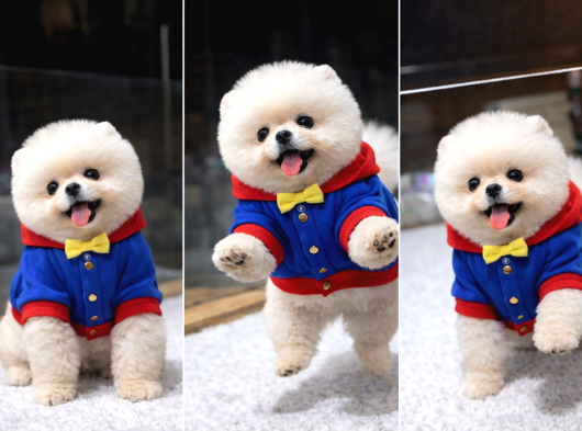Tedy Bear Pomeranian Boo görsel