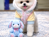 Oyuncak Ayı Gibi Pomeranian Boo