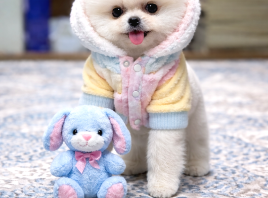 Oyuncak Ayı Gibi Pomeranian Boo görsel