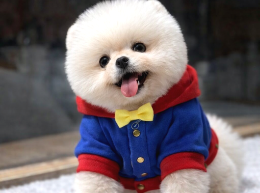 Tedy Bear Pomeranian Boo görsel