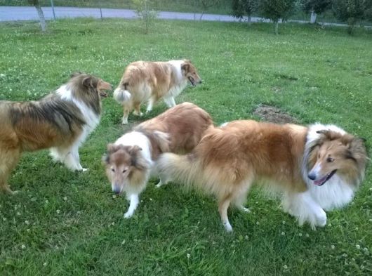 Rough Colli̇e  Lessie  Yavrulari
