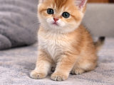 British Shorthair Golden Ny12