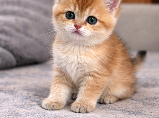 British Shorthair Golden Ny12 görsel