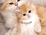 British Shorthair Golden Ny12